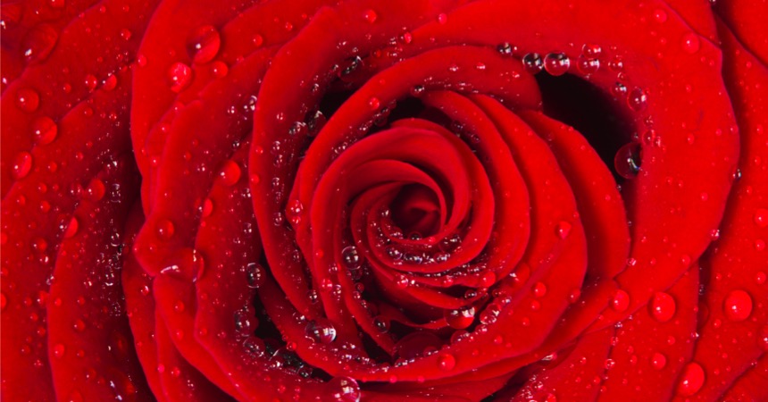 Ditelo con i fiori. Come scegliere i fiori in base al loro significato.